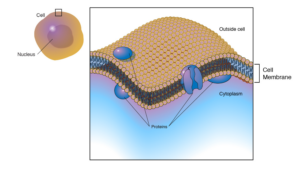 Plasma/Cell membrane