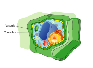 Vacuoles (Storage)