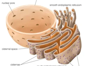 Endoplasmic Reticulum (ER) (Channels, Network for transport)